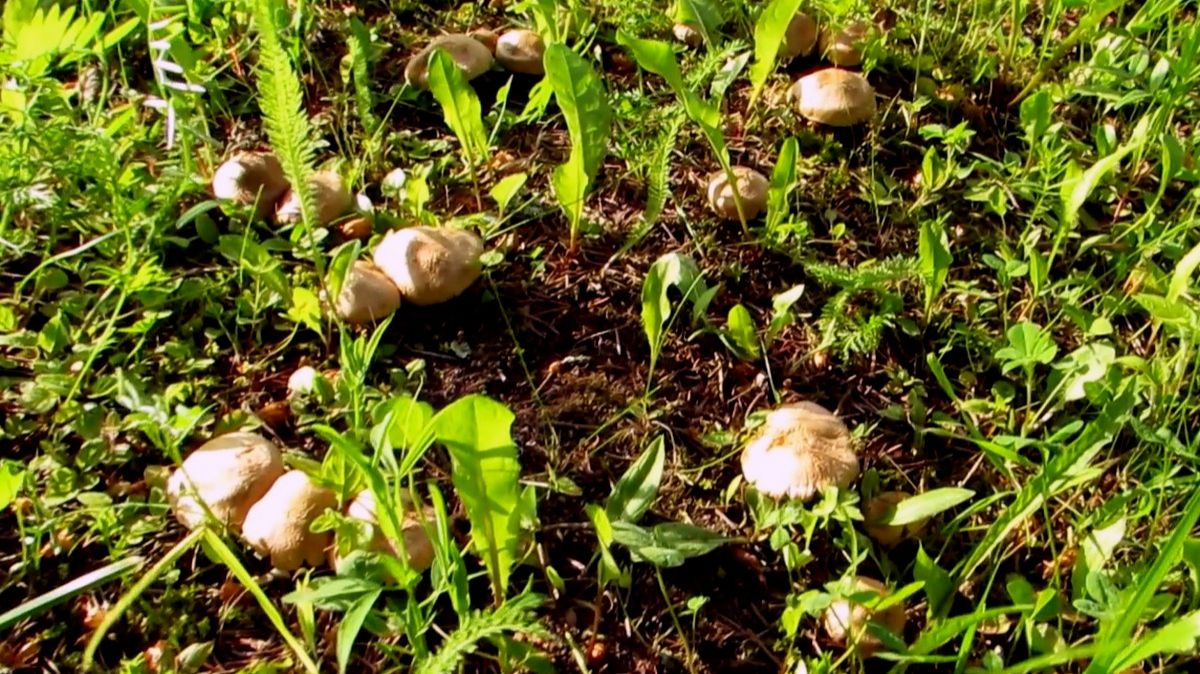 Такие грибочки есть нельзя... смотреть онлайн