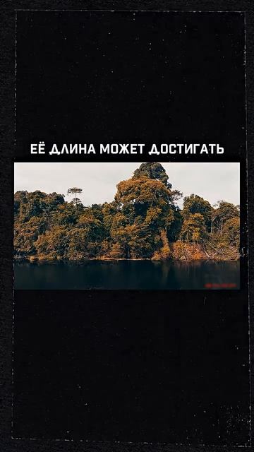 3 самые длинные реки в мире #shortvideo смотреть онлайн