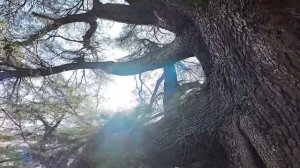 Все краски японской осени в парке «Синдзюку-гёэн», Токио