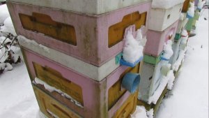 работа на пасеке в декабре, пчела Монтикола на ячейке 5,16 мм , 28.12.2025