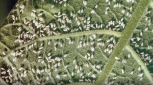 О белокрылке