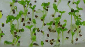 100% всхожесть показали мои домашние семена петунии! Взошли быстро и дружно! Декабрь 2025 года.