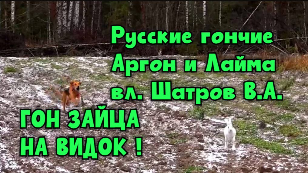 ГОН ЗАЙЦА НА ВИДОК ! Русские гончие Аргон и Лайма вл. Шатров В.А.#охота#животные #топ #hunting смотреть онлайн
