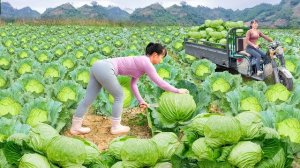 Собираю крупные кочаны капусты на ферме и везу на грузовике на местный рынок продавать. Фуонг