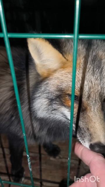 доброе утро #уралиса смотреть онлайн