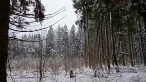 #зимний лес природа