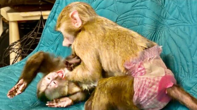 Николь просто В ШОКЕ ОТ РАЗБОРОК Финика и Анфисы!)) смотреть онлайн