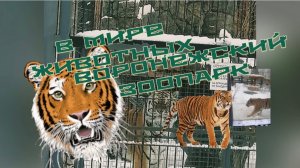 В мире животных. Воронежский зоопарк