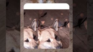 1000043864.mp4 (Собака наблюдает за устройством лестницы на 2 этаж в доме А-фрейм)