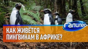 Галилео  Как живётся пингвинам в Африке?