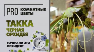 Такка - черная орхидея, летучая мышь, цветок дьявола. Точно ли это орхидея. Как ухаживать за таккой.