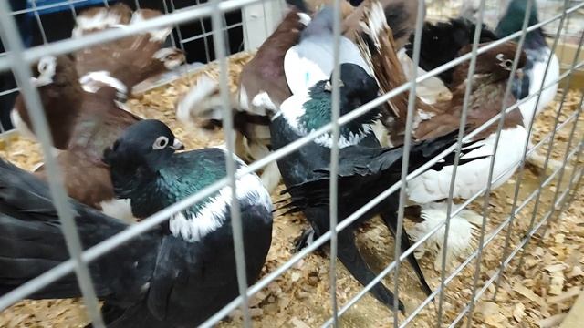 27.12.2025г Москва Садовод,Сборная ч.2 смотреть онлайн