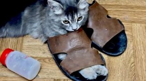 Мона отжала у Влада шлепки, а Анфиса наблюдает как Фина с Моной пьют молоко)