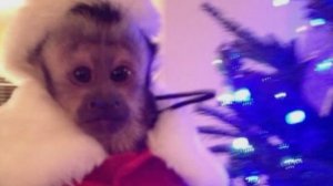 разговорное видео