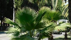 ВИДЕО  ПВН  ББ   (1585)