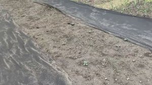 6 и 7 апреля 2025 г. Мульчирую все, что можно. Зацвела клубника.