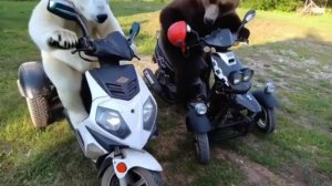 медведи поехали кататься