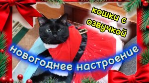 НОВОГОДНЕЕ НАСТРОЕНИЕ. Кошки с озвучкой.