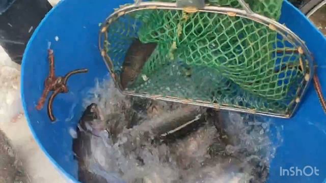 Пополняем садки к Новогодним праздникам смотреть онлайн