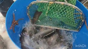 Пополняем садки к Новогодним праздникам