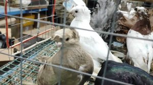 27.12.2025г Москва Садовод, Сборная ч.1