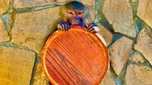 Пока Люся с Елисеем меблируют дом, Лида наедает дивот и загорает на солнышке)))