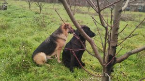Хлопоты в саду, декабрь, анапский район