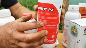 Быстрый налив плодов томата. Как правильно подкармливать помидоры в налив