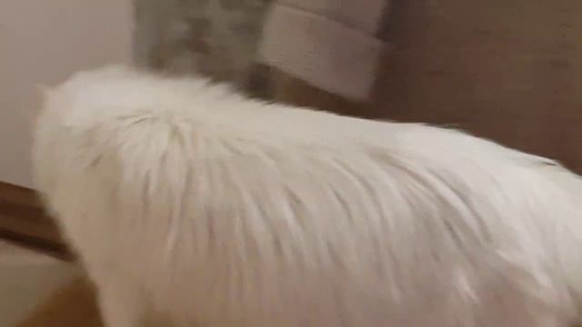 Леся и Сёма - Кошачий абьюз смотреть онлайн