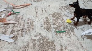 Утро собачек