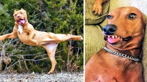 СМЕШНО ДО СЛЕЗ 😹😍 СМЕШНЫЕ СОБАКИ, ЛУЧШИЕ ПРИКОЛЫ С СОБАКАМИ, ЩЕНОЧКИ, ЖИВОТНЫЕ 🥰