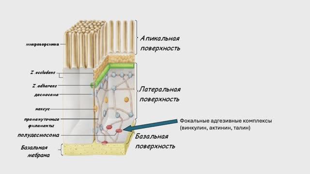Внеклеточный матрикс. (Блок 1. Лекция 6)