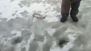 video5368732772384936937