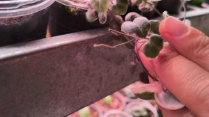 Небольшой обзор моих суккулентов. Малая часть))) #комнатныерастения#суккуленты