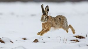 ОХОТА НА ЗАЙЦА. ТРОПЛЕНИЕ ЗАЙЦА ПО СВЕЖЕМУ СНЕГУ С ДВУСТВОЛКОЙ. Дедовское ружьё.
