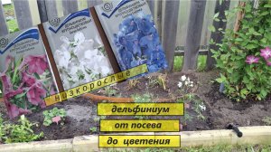 Дельфиниум низкорослый от посева до цветения в Западной Сибири.