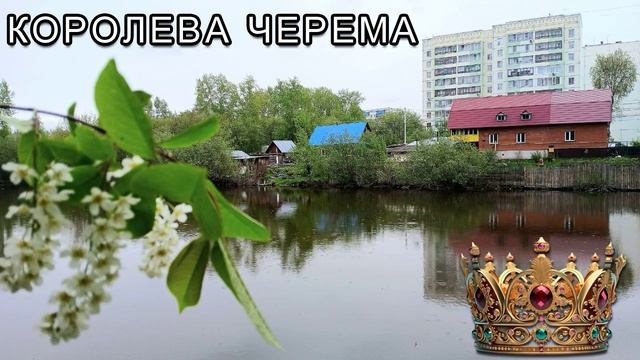 Королева Черема