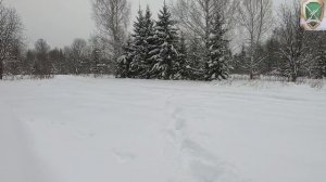 Загонная охота на лося 27.12.2025