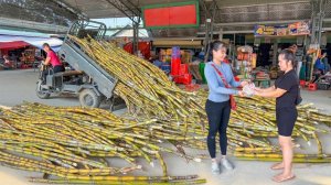 Девушка собирает сахарный тростник , чтобы заработать на его продаже.