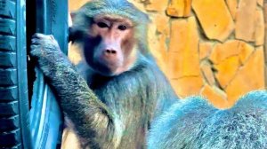 Да, Лида нас обманула, я думала что она ждет малыша,а она просто стала ОБЖОРОЙ вместе с Елисеем!