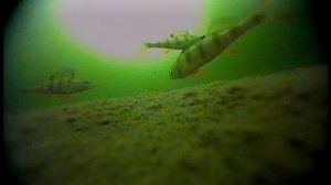 Типичное поведение зимнего малоактивного окуня. Самара, лесобиржа