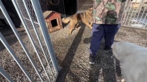 Первые сутки щенков после спасения у нас дома