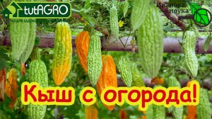 Не покупайте эти семена! Деньги на ветер. Антирейтинг овощей: они не стоят вашего времени.