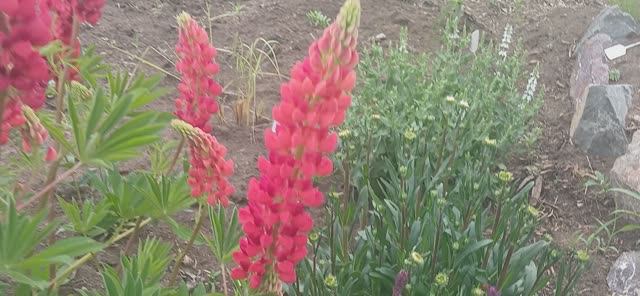 Люпин West Country. Terracotta 15.06.2025 от 5плюсРозес