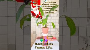 НОВОГОДНЕЕ ШОУ СПАТИФИЛЛУМ!ЖЕНСКОЕ СЧАСТЬЕ 0!❤️💙💛🧡💖💚💜♥️🤎🤍💓