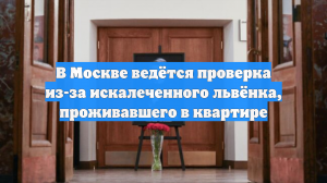 В Москве ведётся проверка из-за искалеченного львёнка, проживавшего в квартире