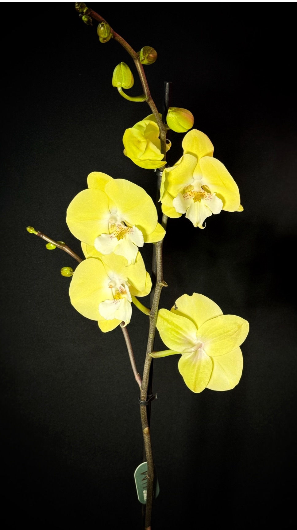 «Отдам в хорошие руки (только местным Крым) подробности в моем ТГ-канале смотреть онлайн