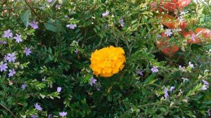 ВИДЕО  ПВН  ББ   (1563)