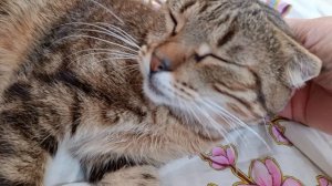 Тося  Тосенька моя