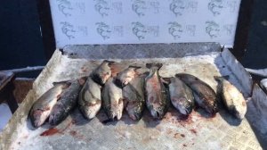 хороший улов форели